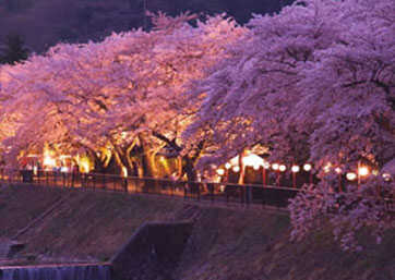 Miyaginohayakawa River Bank and Cherry Blossoms